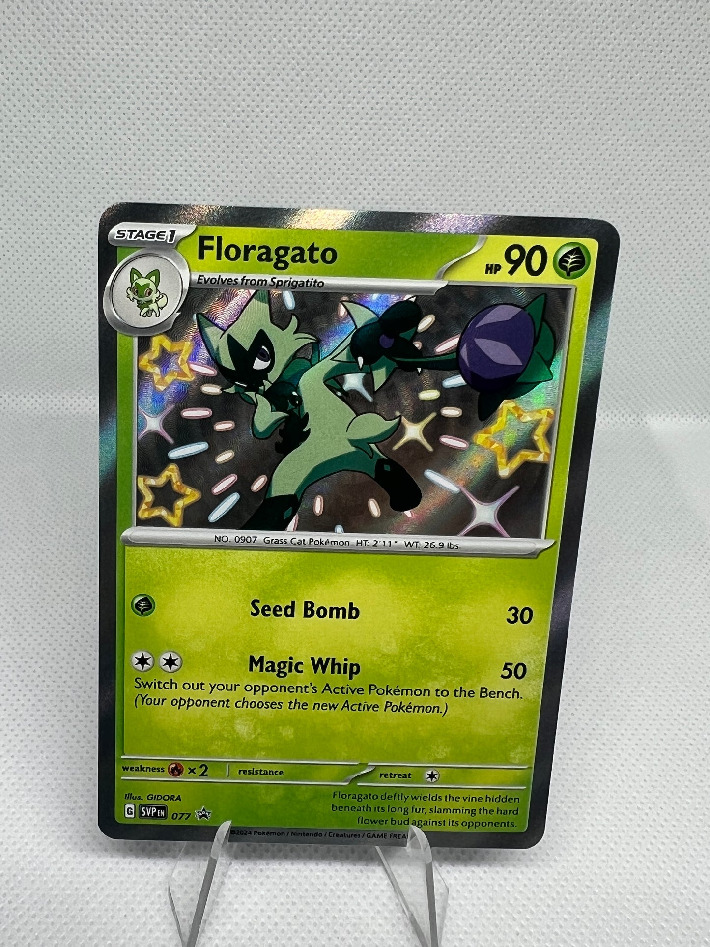 Floragato 077 Black Star Promo Paldean Fates Baby Shiny Pokemon TCG